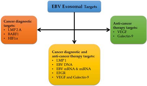 ebv virus lab test